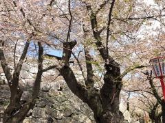 「盛岡城跡公園」バス停留所