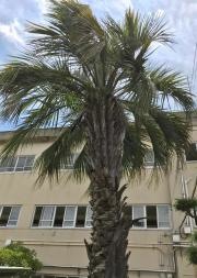 松原市立松原第二中学校