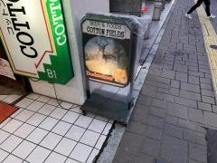 カリフォルニア・コットン・フィールズ