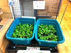 ペッツワン東金店