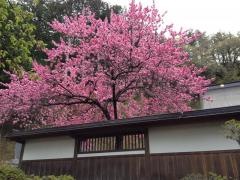 法華寺