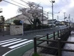 豊田小学校
