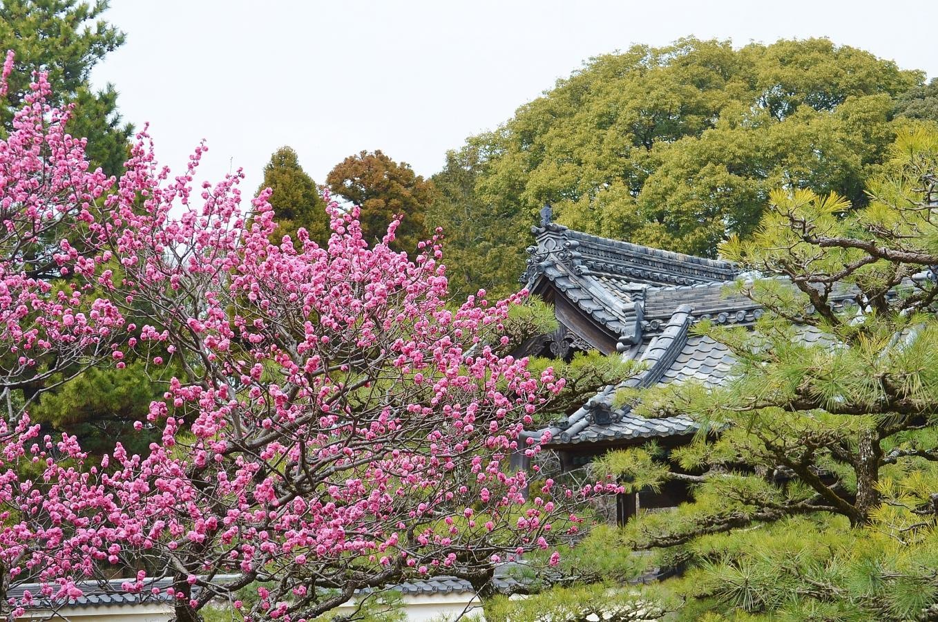 実相寺の梅と松