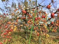高橋りんご園
