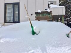 ゆずり葉宮の森