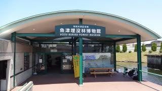 魚津埋没林博物館