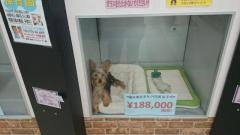 エンジェルドッグ　みつわ丸岡店