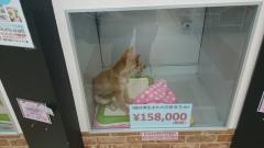 エンジェルドッグ　みつわ丸岡店