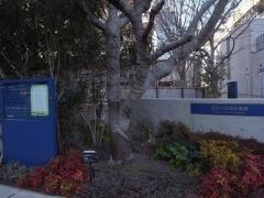 芝浦幼稚園