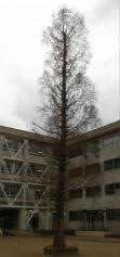 第五小学校