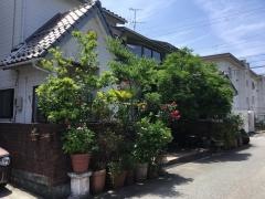 ひまわり