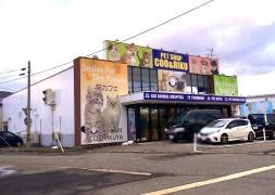 ペットショップＣｏｏ＆ＲＩＫＵ　秋田店