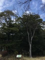 等々力緑地