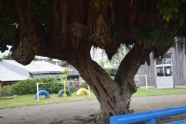 節田小学校
