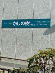 かしの樹＜小川＞