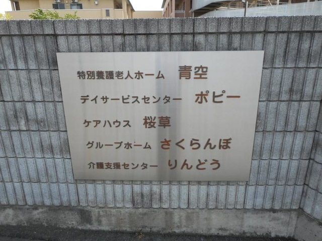 桜草