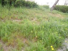 りんくう吉見北緑地