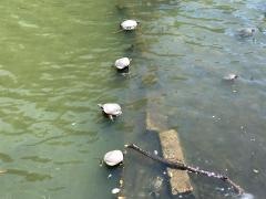 城之内公園