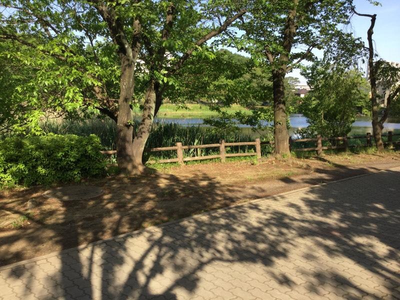 白幡緑道です