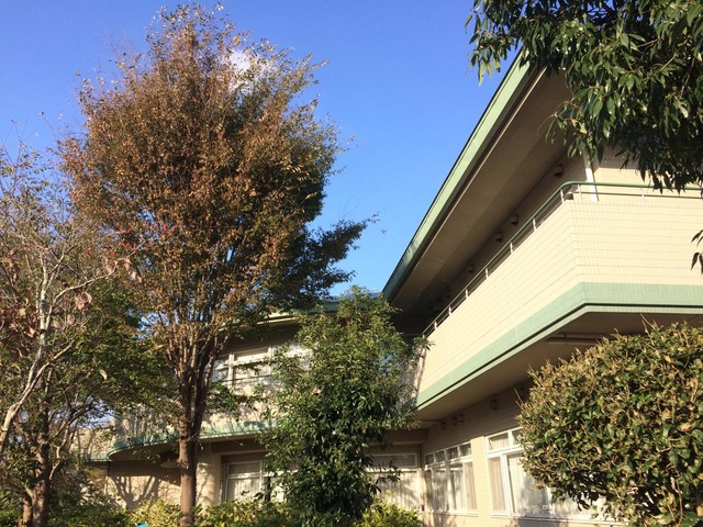 ケアセンターけやき園 施設外観