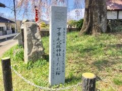 下市毛のシダレザクラ