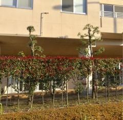 中舘園