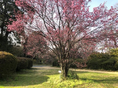旅探 たびたん 東京大学大学院理学系研究科附属植物園 文京区白山 ２ ５丁目