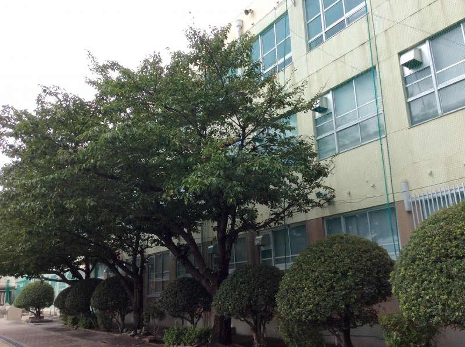 名古屋 市立 黄金 中学校
