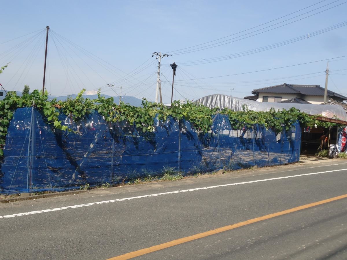 水城峰樹園