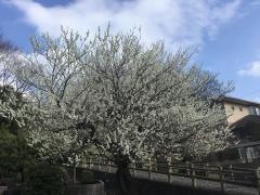 南平緑地